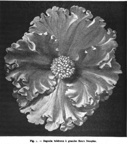 B. ‘A Fleur Frangees’